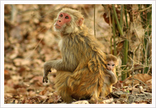 Bandhavgarh Photography