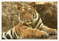 Himanshu Rathore Photography