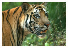 Ranthambore