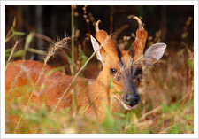 Tadoba Photography