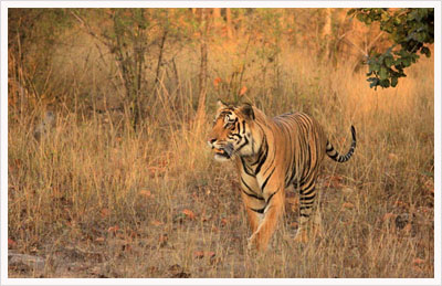Kanha National Park