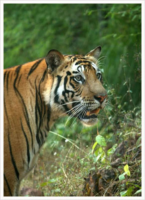 Ranthambore National Park