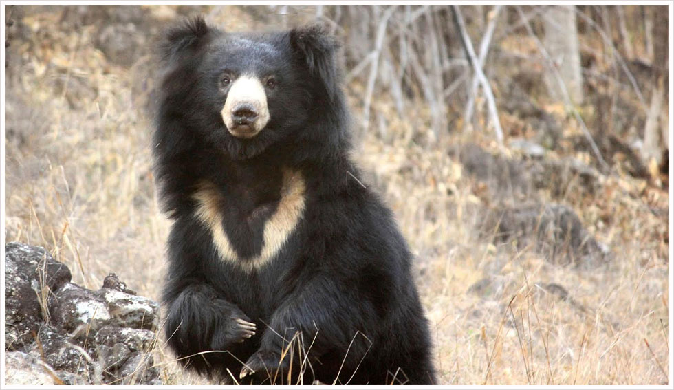 Satpura National Park