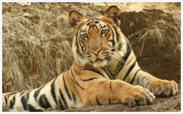 Tadoba National Park